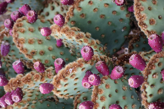 la-gelee-d-Opuntia